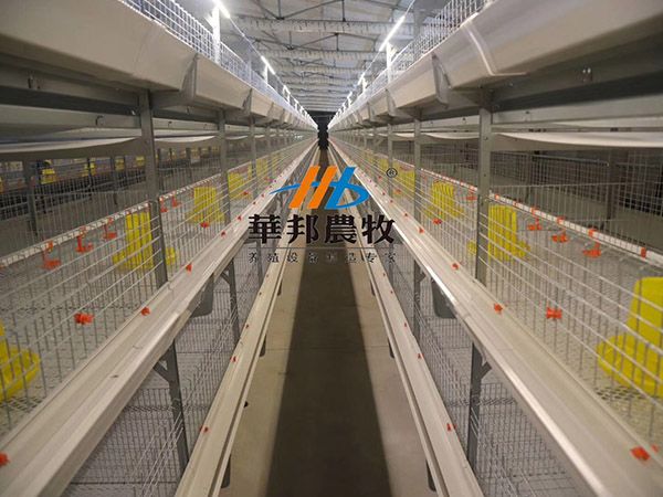 肉雞自動清糞雞籠